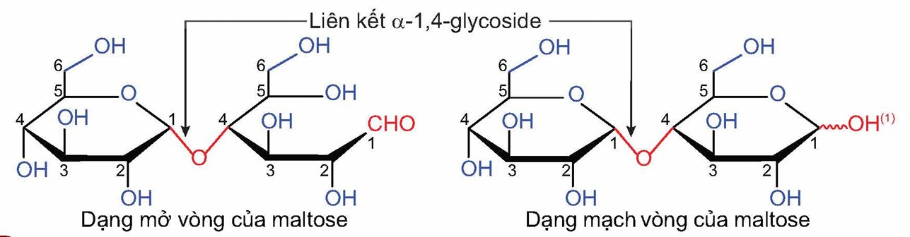 Maltose olm