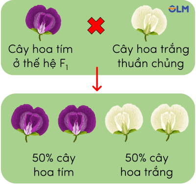 sinh học 12, thí nghiệm lai phân tích một tính trạng olm