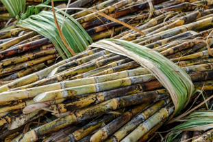 sugar cane olm