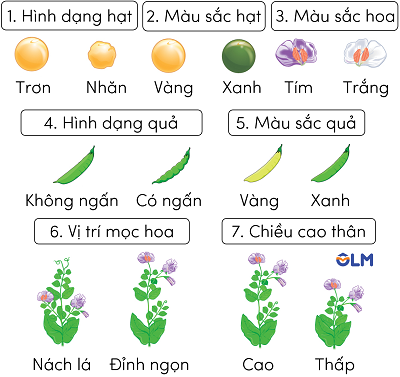 sinh học 12, các đặc điểm tính trạng ở đậu hà lan olm