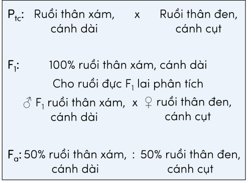 KHTN 9, thí nghiệm của Morgan