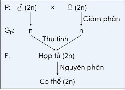 KHTN 9, mối quan hệ giữa nguyên phân, giảm phân và thụ tinh trong sinh sản hữu tính