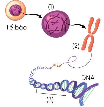 KHTN 9, sơ đồ mối quan hệ từ gene đến tế bào