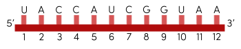 sinh học 12, mRNA olm