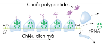 sinh học 12, polyribosome olm