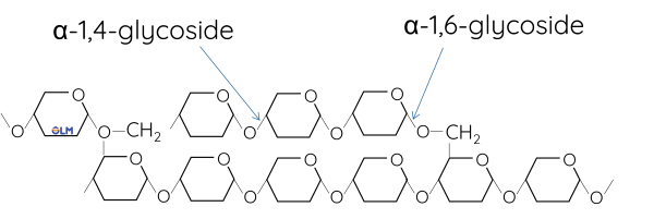 Hóa học 12, Amylopectin