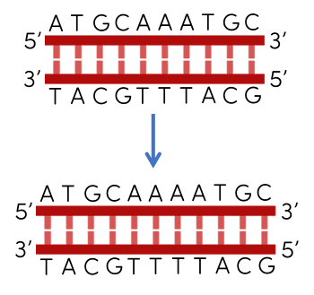 sinh học 12, đột biến gene