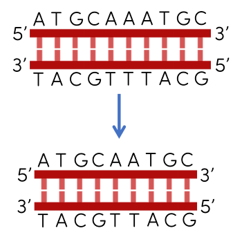 sinh học 12, đột biến điểm - đột biến gene