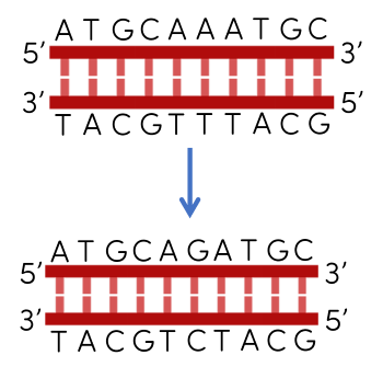 sinh học 12, đột biến điểm - đột biến gene