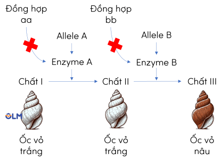 sinh học 12, sản phẩm của các gene tương tác gián tiếp