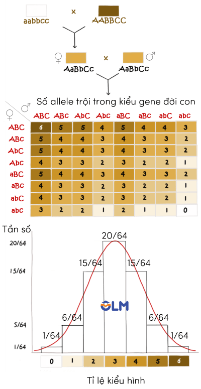 sinh học 12, tương tác các gene theo kiểu cộng gộp