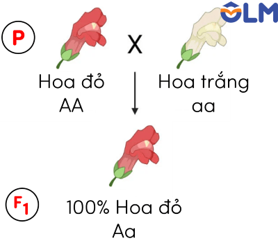 sinh học 12, quy luật di truyền mendel