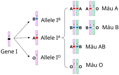 sinh học 12, các kiểu gene nhóm máu