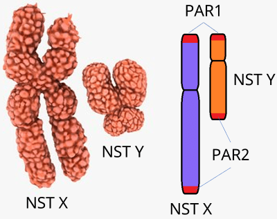 sinh 12, NST giới tính ở người