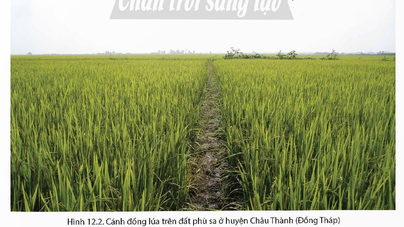 Giá trị sử dụng đất phù sa trong sản xuất nông nghiệp