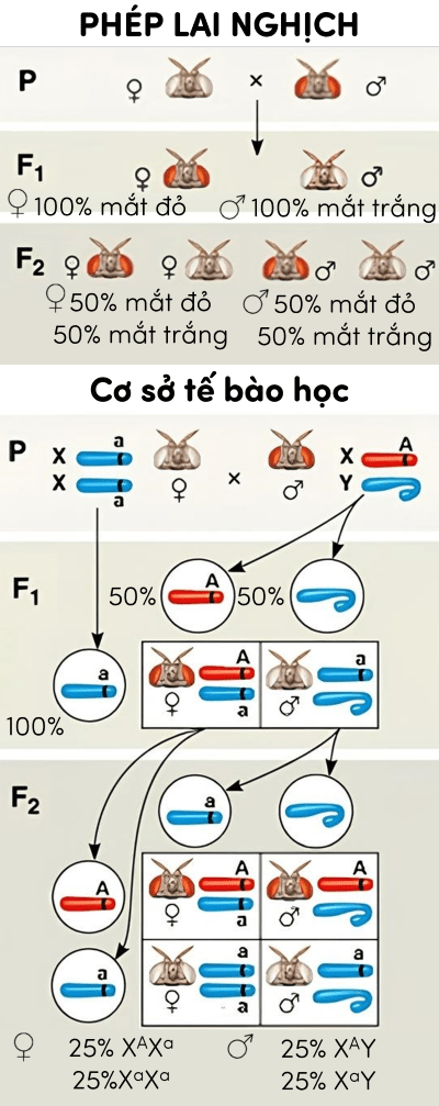 sinh học 12, thí nghiệm của morgan