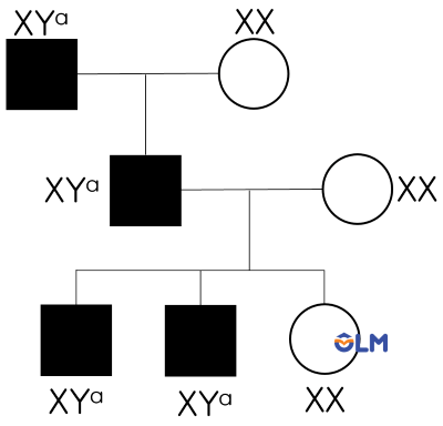 sinh học 12, quy luật di truyền thẳng