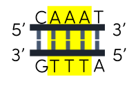 khoa học tự nhiên 9, trình tự nucleotide bình thường