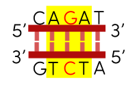 khoa học tự nhiên 9, đột biến thay thế một cặp nucleotide