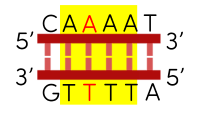 khoa học tự nhiên 9, đột biến thêm một cặp nucleotide