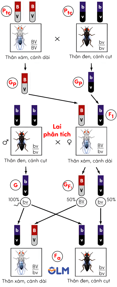 sinh học 12, sơ đồ thí nghiệm liên kết gene của Morgan