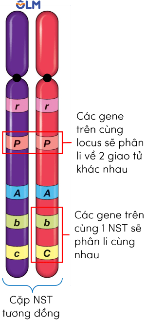 sinh học 12, cơ sở tế bào học của liên kết gene