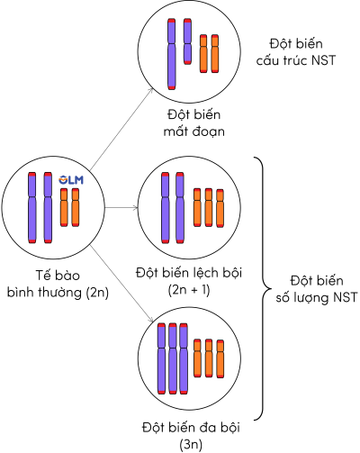 sinh học 12, các dạng đột biến NST