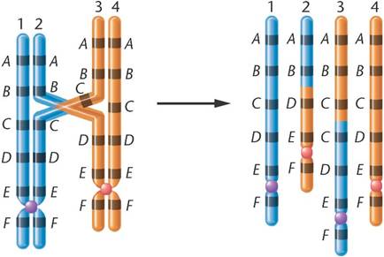 sinh học 12, cơ chế đột biến cấu trúc NST do trao đổi chéo