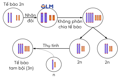 sinh học 12, cơ chế phát sinh đa bội qua giảm phân và thụ tinh