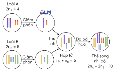 sinh học 12, cơ chế phát sinh đa bội qua lai xa kèm đa bội hóa