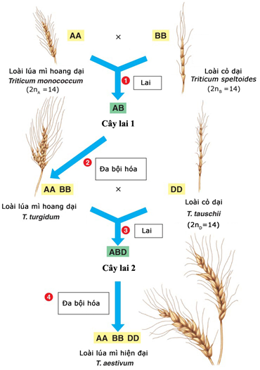 sinh học 12, lai xa và đa bội hóa tạo lúa mì hiện nay