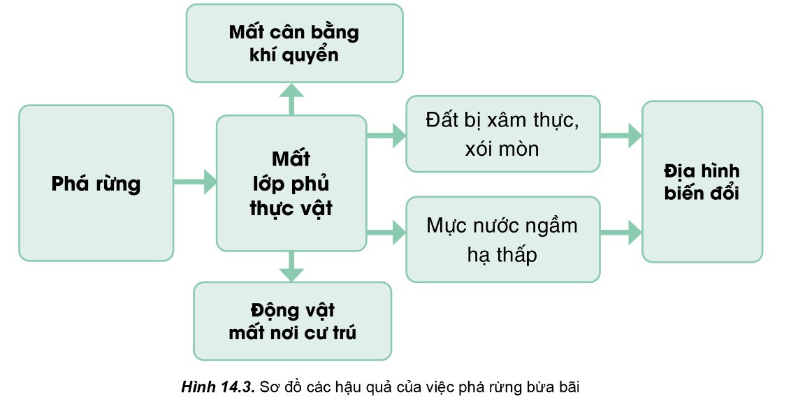 Sơ đồ các hậu quả của việc phá rừng bừa bãi