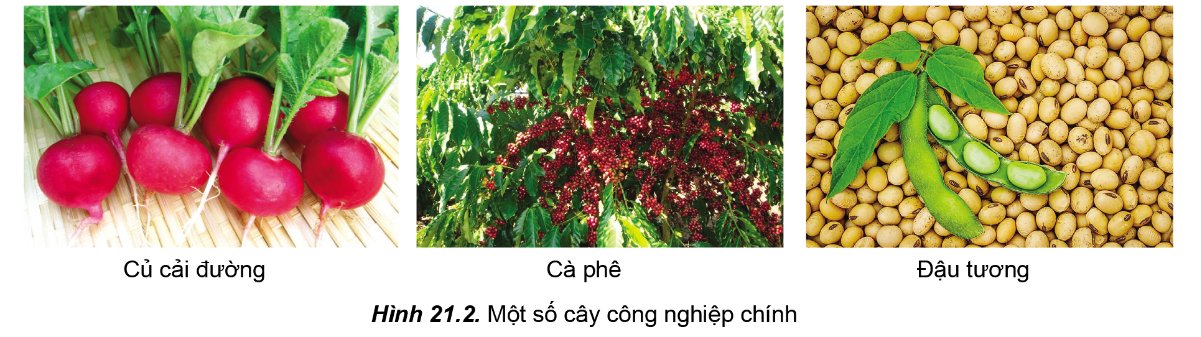 Cây công nghiệp