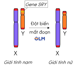 sinh học 12, vai trò của đột biến mất đoạn