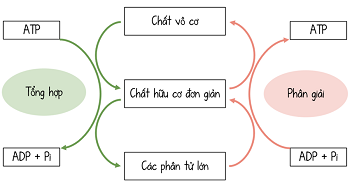 sinh học 10, Mối quan hệ giữa tổng hợp và phân giải