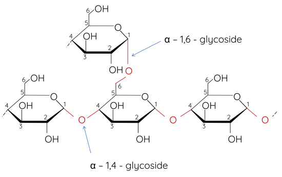 Hóa học 12, amylopectin