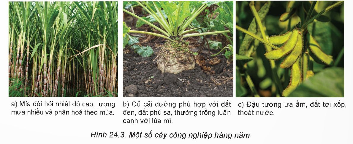 Một số cây CN hàng năm