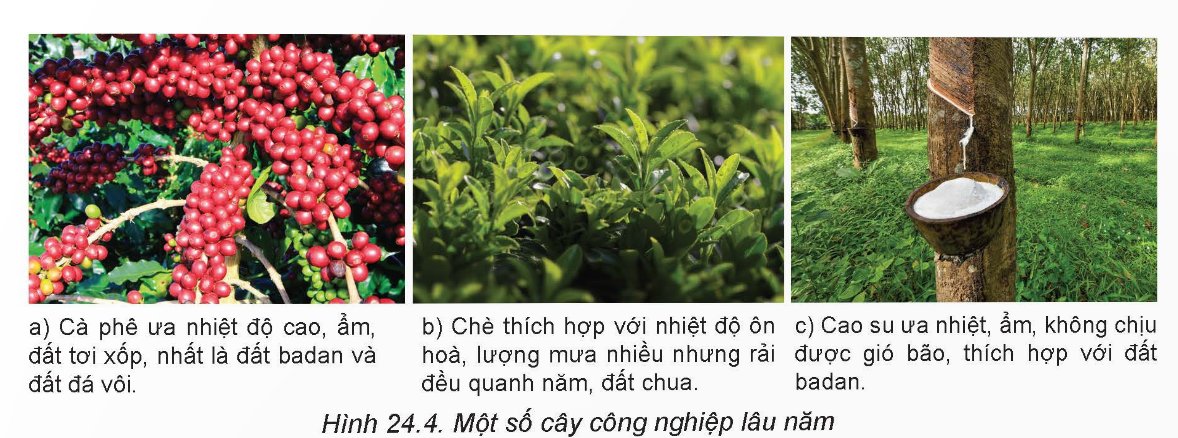 Cây công nghiệp lâu năm