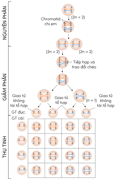 Sinh học 12, sự vận động của NST mang gene trong nguyên phân, giảm phân và thụ tinh