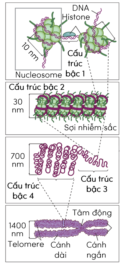 Sinh học 12, sơ đồ các bậc cấu trúc siêu hiển vi của NST