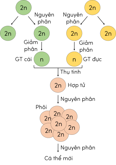 Sinh học 12, sơ đồ mối quan hệ giữa nguyên phân, giảm phân và thụ tinh trong di truyền nhiễm sắc thể
