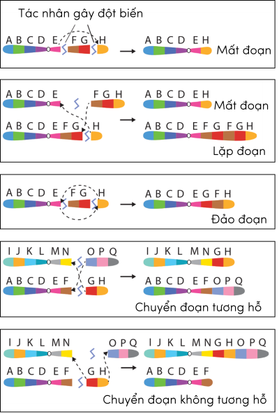 Sinh học 12, cơ chế phát sinh đột biến cấu trúc nhiễm sắc thể