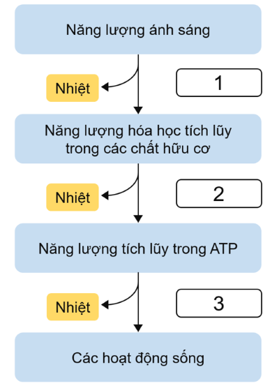 Sinh học 11, sơ đồ chuyển hóa năng lượng trong sinh giới