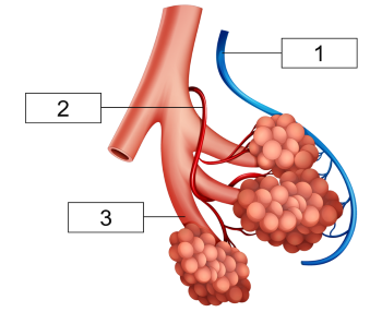 Sinh 11, cấu tạo hệ hô hấp