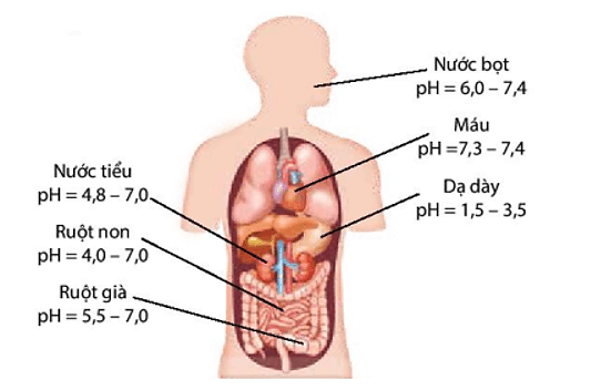 Hóa học 11, pH cơ thể