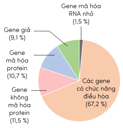 Sinh học 12, đặc điểm của hệ gene ở người