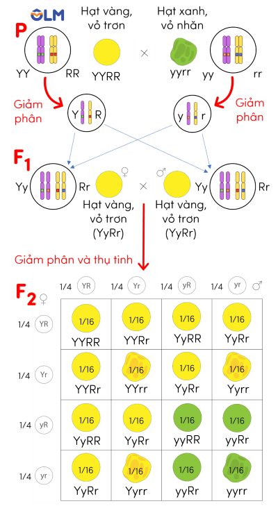 sinh học 12, thí nghiệm lai hai tính trạng mendel olm