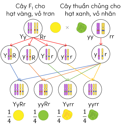 sinh học 12, thí nghiệm lai phân tích hai tính trạng mendel olm