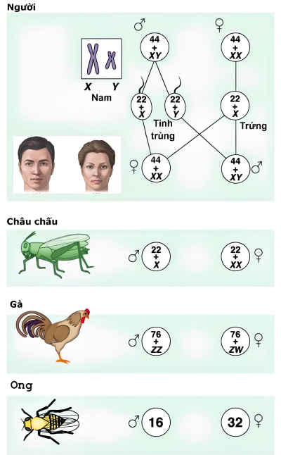 sinh học 12, cơ chế xác định giới tính ở một số loài