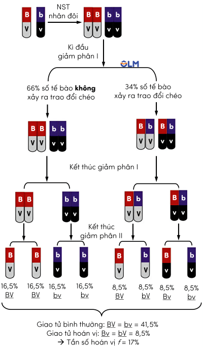 sinh học 12, cơ sở tế bào học của hoán vị gene